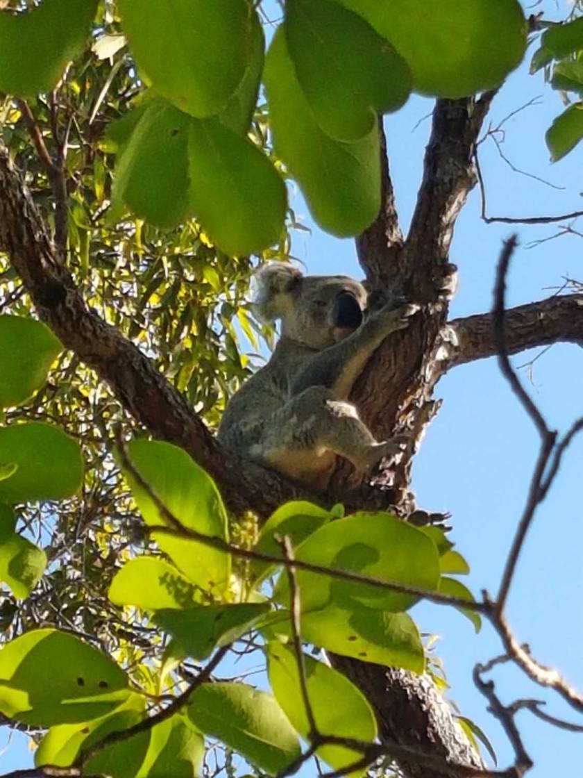 koala